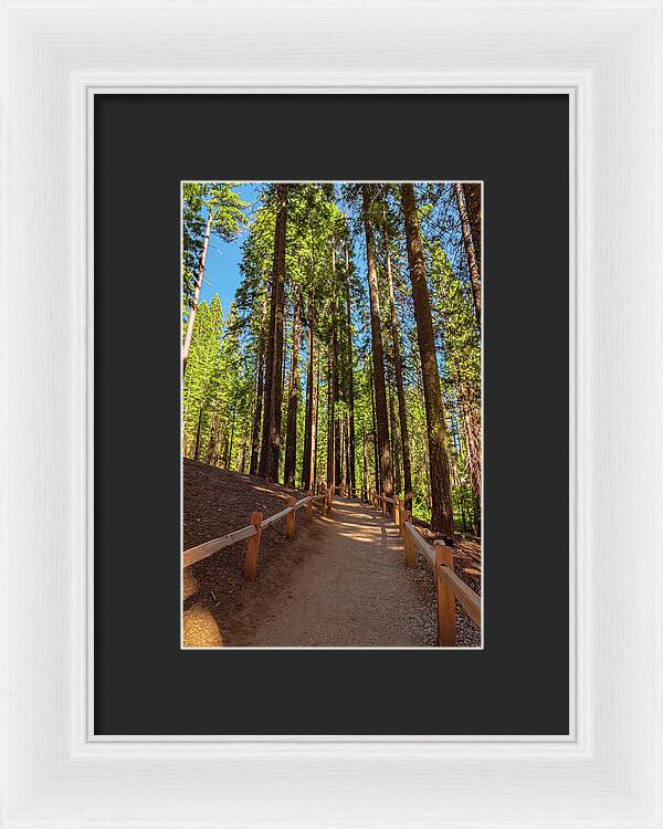 Big Trees Loop Trail at Mariposa Grove - Framed Print