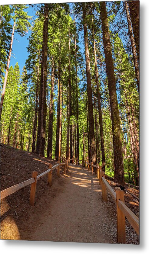 Big Trees Loop Trail at Mariposa Grove - Metal Print