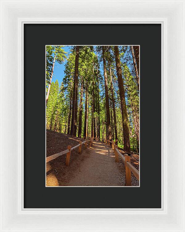 Big Trees Loop Trail at Mariposa Grove - Framed Print