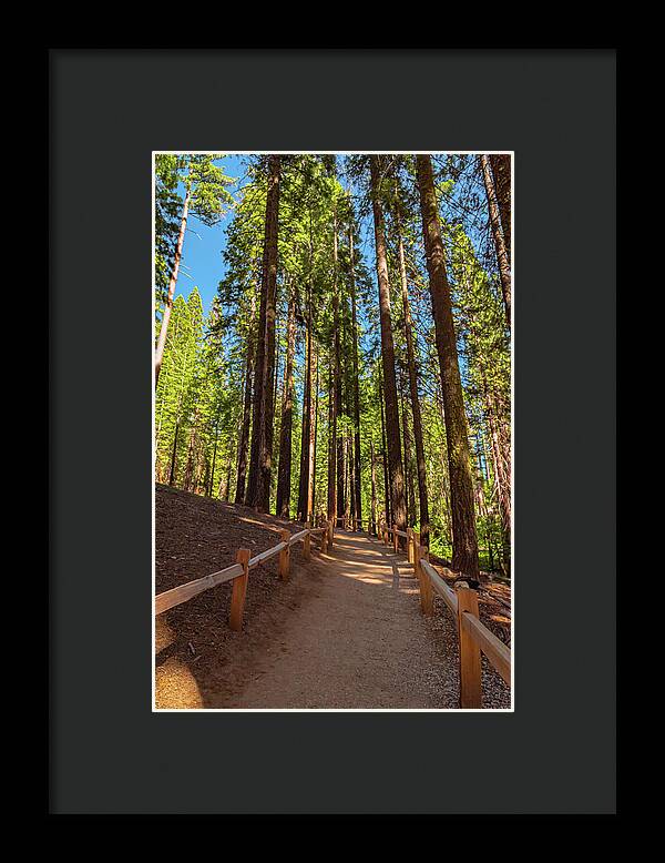 Big Trees Loop Trail at Mariposa Grove - Framed Print