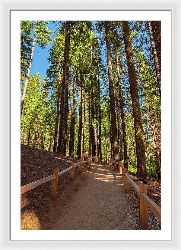 Big Trees Loop Trail at Mariposa Grove - Framed Print