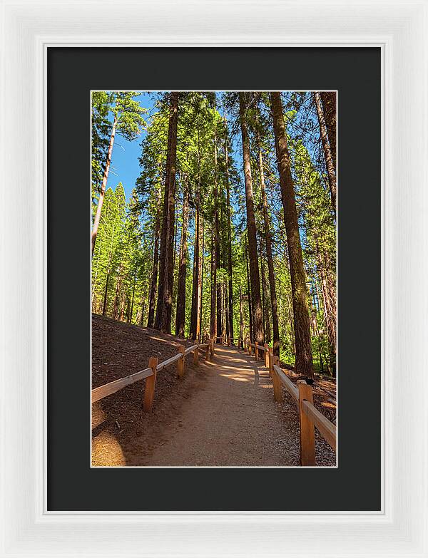 Big Trees Loop Trail at Mariposa Grove - Framed Print