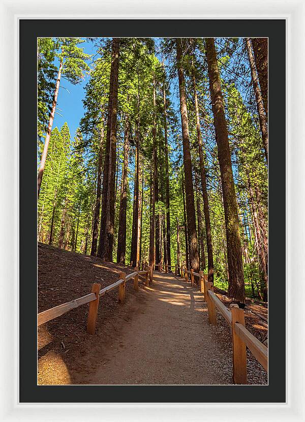Big Trees Loop Trail at Mariposa Grove - Framed Print