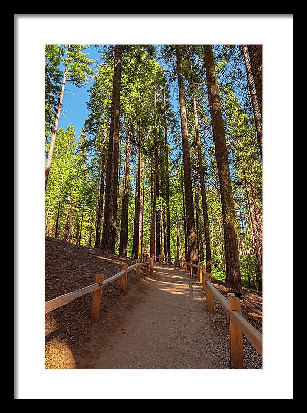 Big Trees Loop Trail at Mariposa Grove - Framed Print