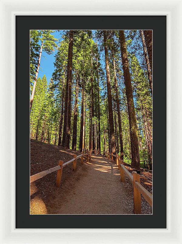 Big Trees Loop Trail at Mariposa Grove - Framed Print