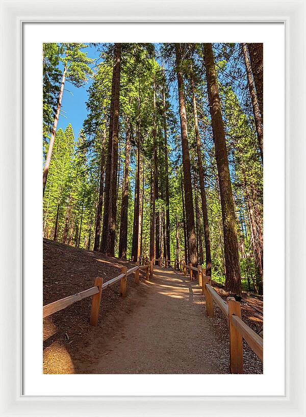 Big Trees Loop Trail at Mariposa Grove - Framed Print