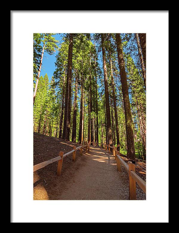 Big Trees Loop Trail at Mariposa Grove - Framed Print