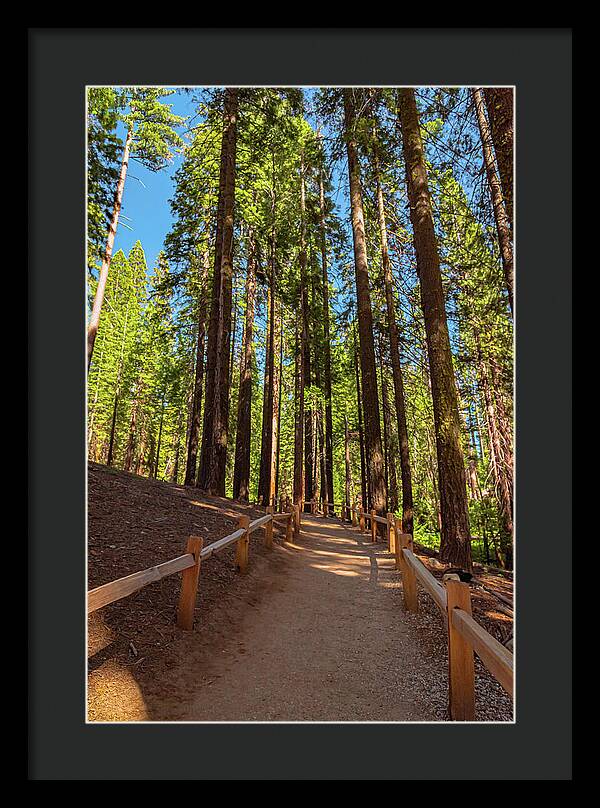 Big Trees Loop Trail at Mariposa Grove - Framed Print