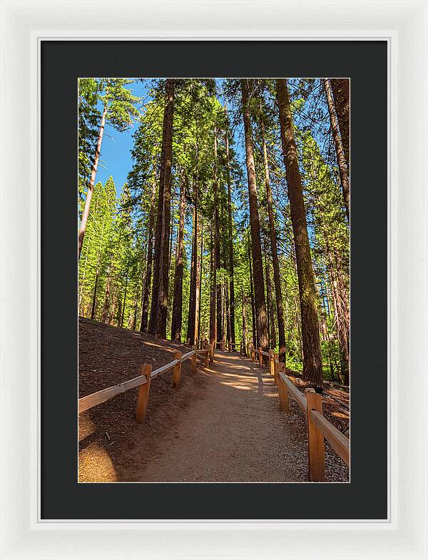 Big Trees Loop Trail at Mariposa Grove - Framed Print