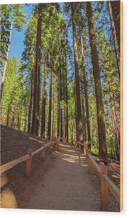 Big Trees Loop Trail at Mariposa Grove - Wood Print