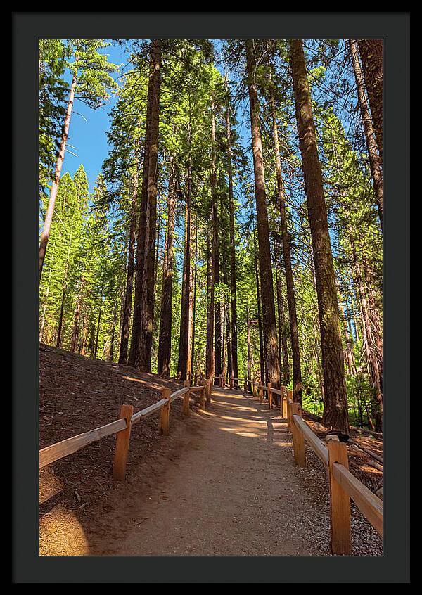 Big Trees Loop Trail at Mariposa Grove - Framed Print