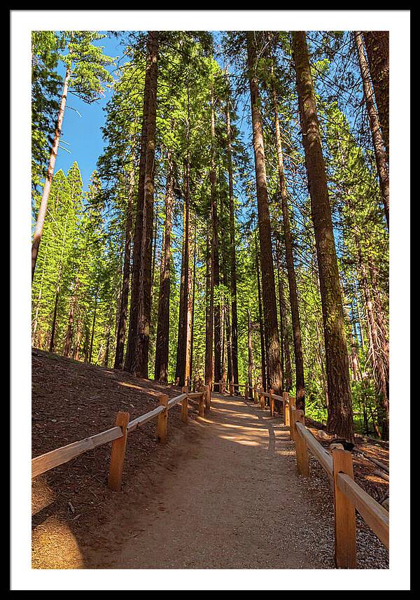 Big Trees Loop Trail at Mariposa Grove - Framed Print