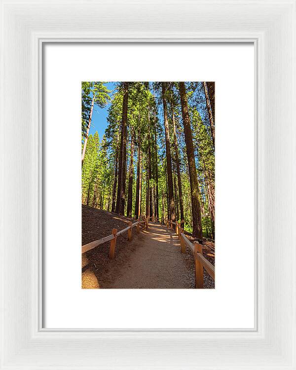 Big Trees Loop Trail at Mariposa Grove - Framed Print