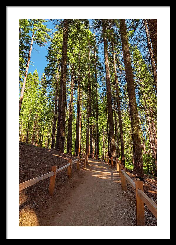 Big Trees Loop Trail at Mariposa Grove - Framed Print