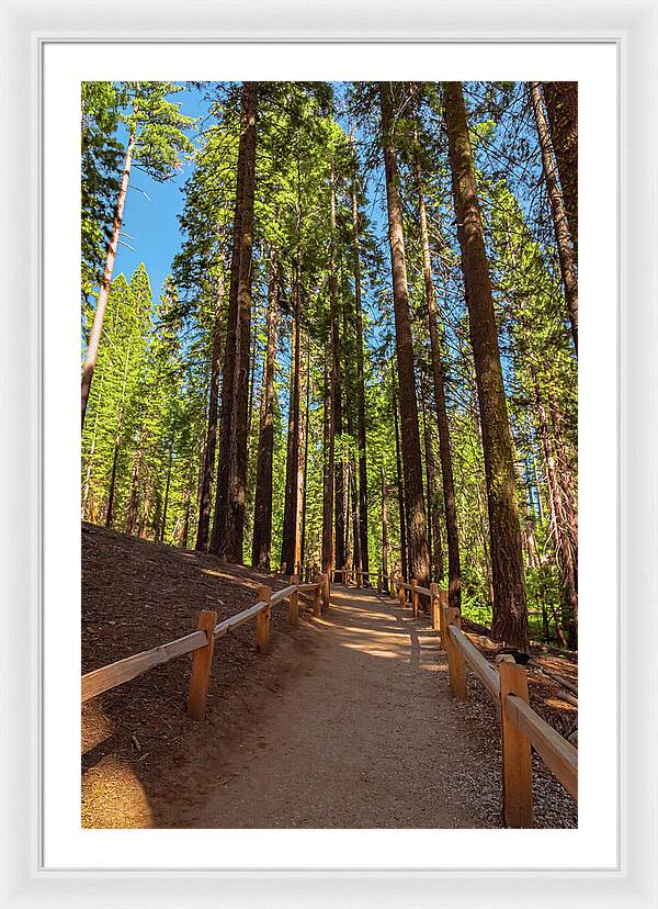 Big Trees Loop Trail at Mariposa Grove - Framed Print