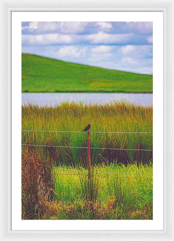 Black and Red Bird Chilling by the Reservoir - Framed Print