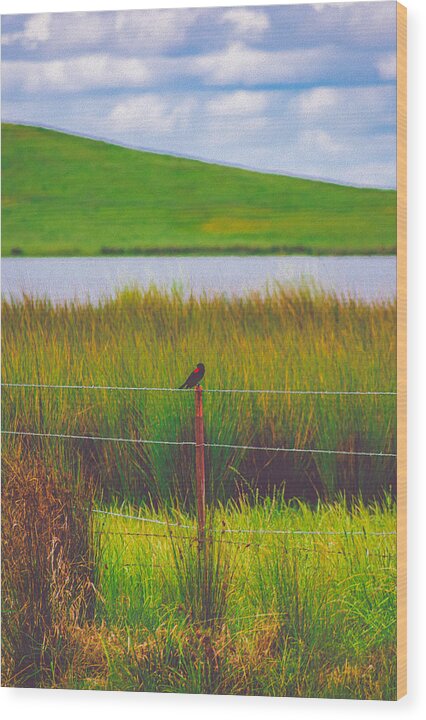 Black and Red Bird Chilling by the Reservoir - Wood Print