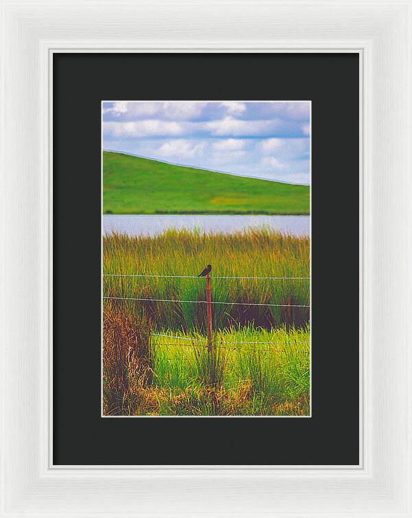 Black and Red Bird Chilling by the Reservoir - Framed Print
