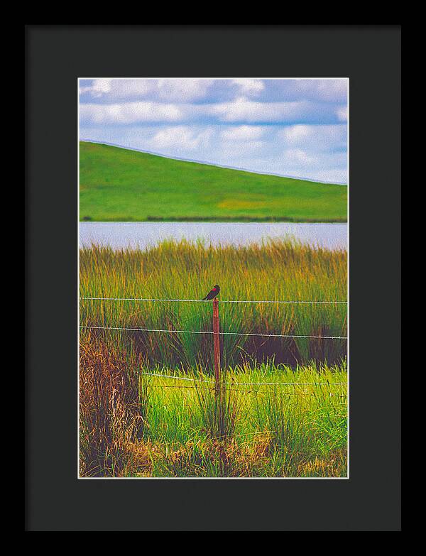 Black and Red Bird Chilling by the Reservoir - Framed Print