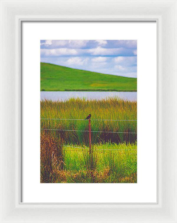 Black and Red Bird Chilling by the Reservoir - Framed Print