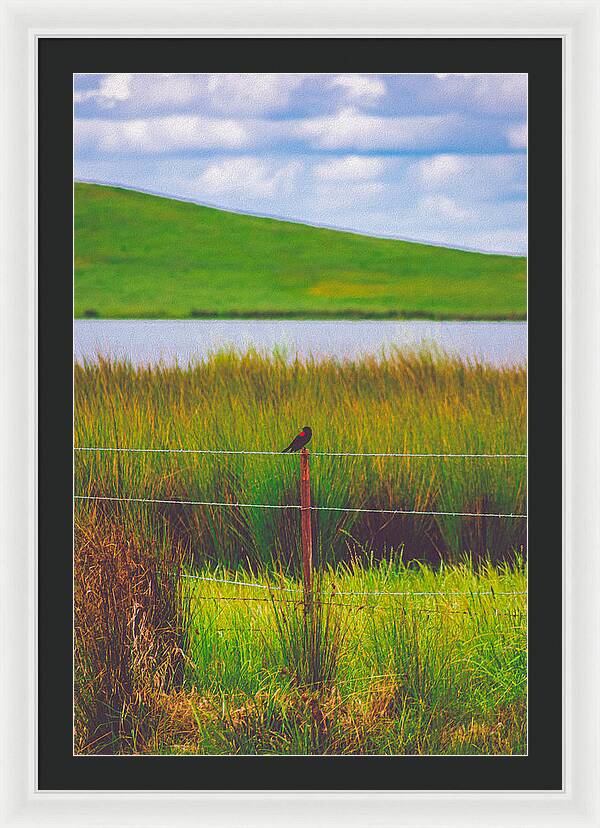 Black and Red Bird Chilling by the Reservoir - Framed Print
