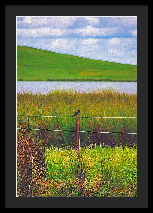 Black and Red Bird Chilling by the Reservoir - Framed Print