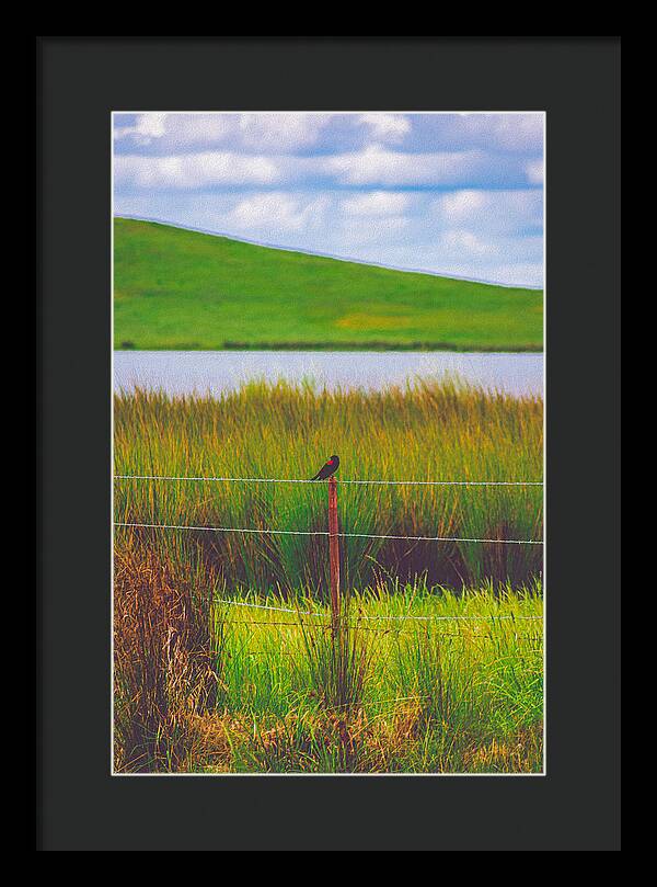 Black and Red Bird Chilling by the Reservoir - Framed Print