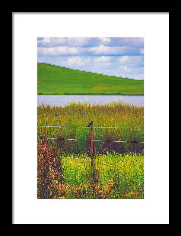 Black and Red Bird Chilling by the Reservoir - Framed Print