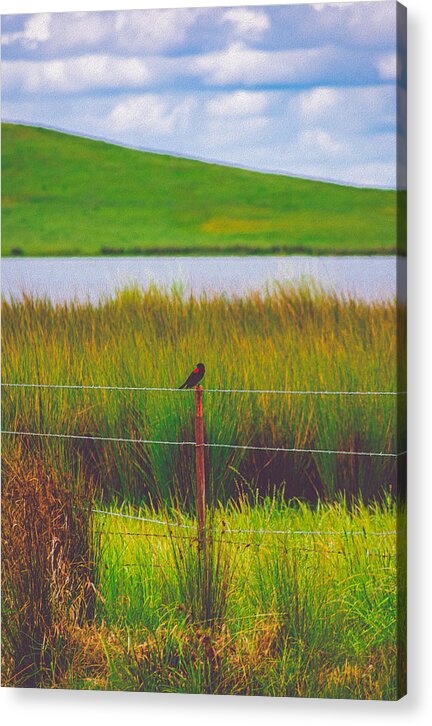 Black and Red Bird Chilling by the Reservoir - Acrylic Print