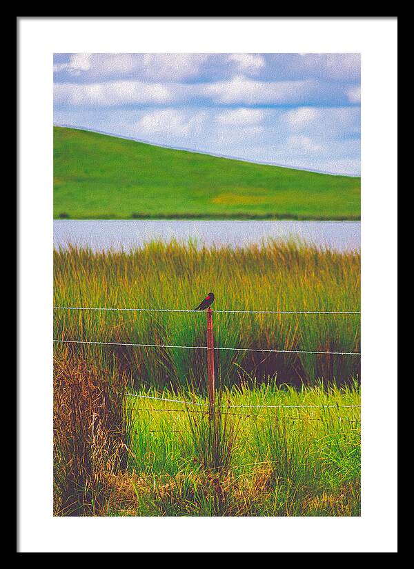 Black and Red Bird Chilling by the Reservoir - Framed Print