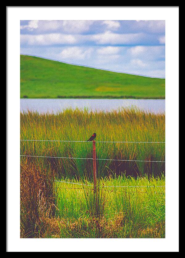 Black and Red Bird Chilling by the Reservoir - Framed Print