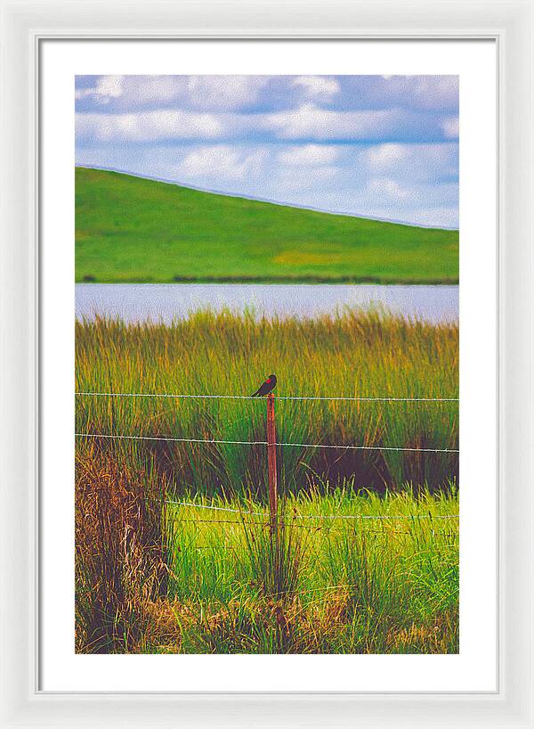 Black and Red Bird Chilling by the Reservoir - Framed Print