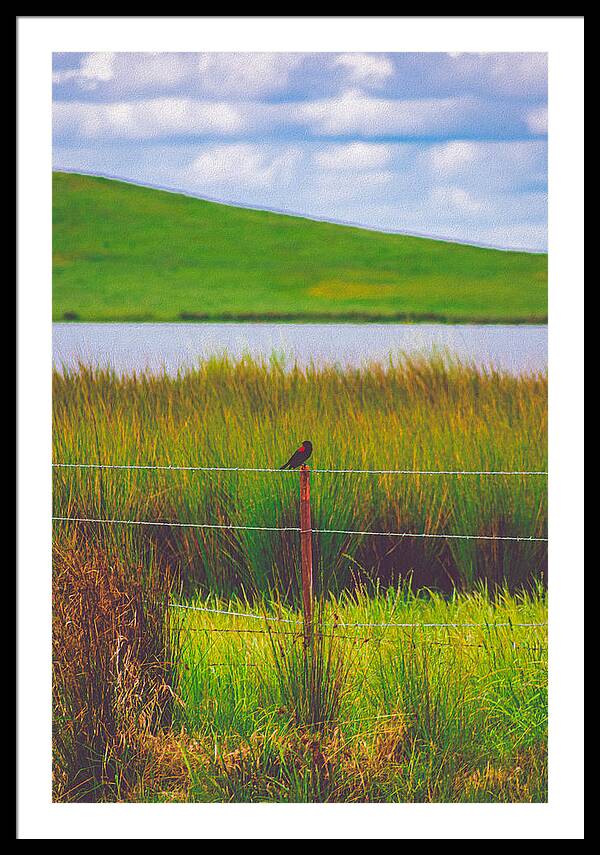 Black and Red Bird Chilling by the Reservoir - Framed Print