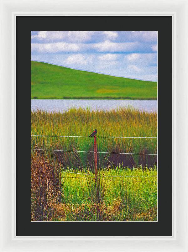 Black and Red Bird Chilling by the Reservoir - Framed Print