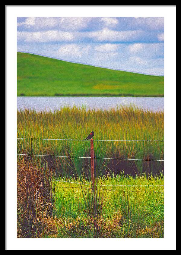Black and Red Bird Chilling by the Reservoir - Framed Print