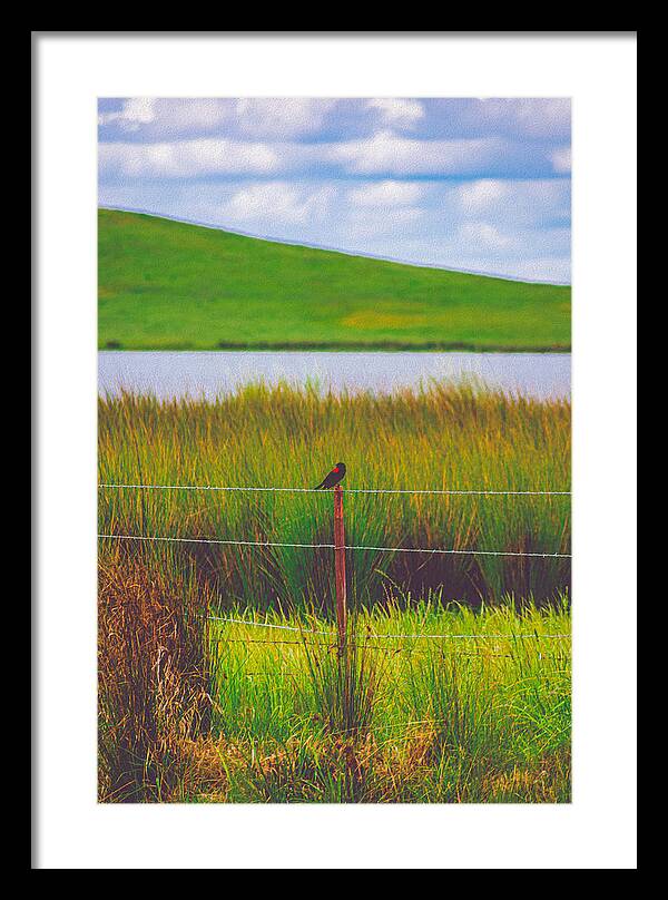 Black and Red Bird Chilling by the Reservoir - Framed Print