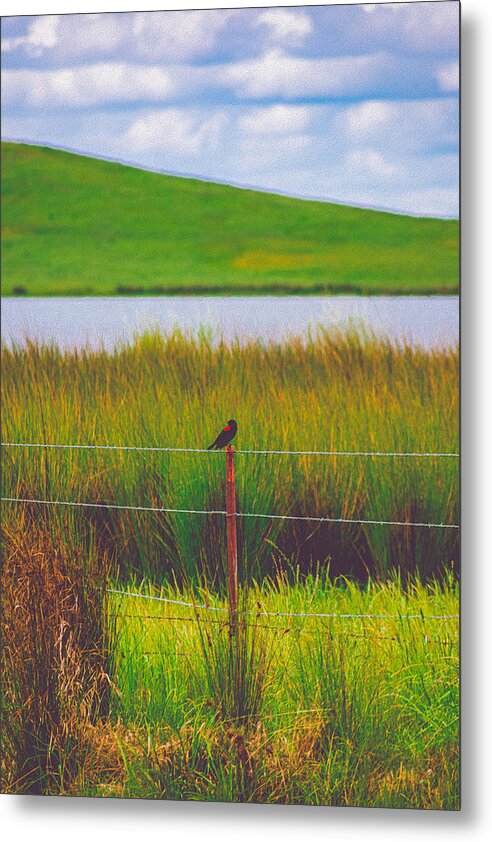 Black and Red Bird Chilling by the Reservoir - Metal Print