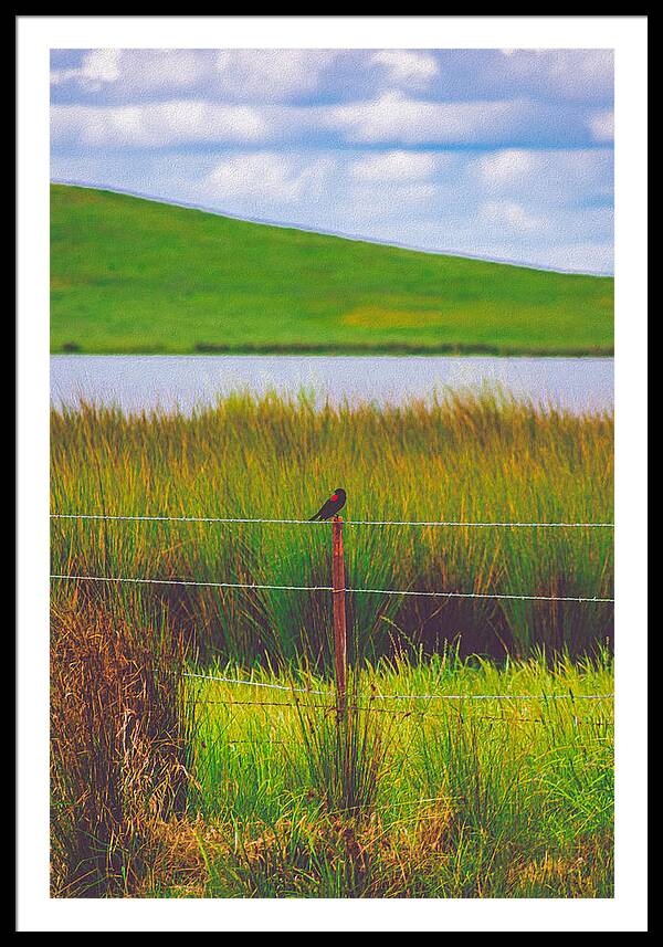 Black and Red Bird Chilling by the Reservoir - Framed Print