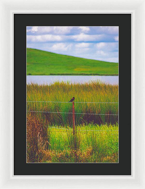 Black and Red Bird Chilling by the Reservoir - Framed Print