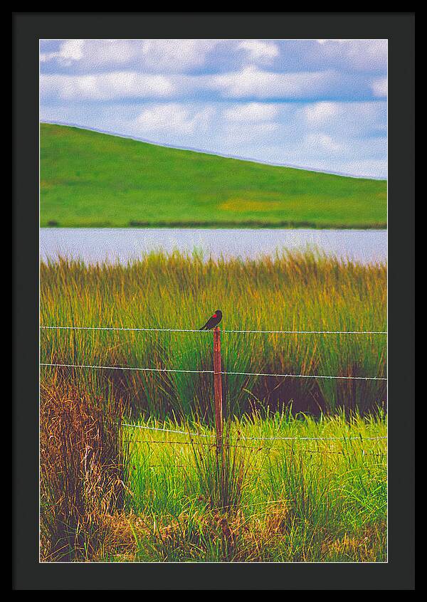 Black and Red Bird Chilling by the Reservoir - Framed Print