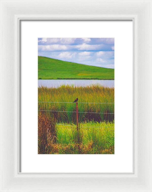 Black and Red Bird Chilling by the Reservoir - Framed Print