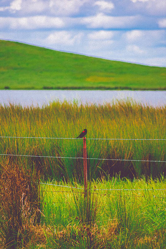 Black and Red Bird Chilling by the Reservoir - Art Print