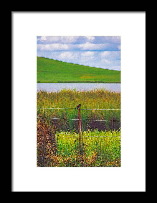 Black and Red Bird Chilling by the Reservoir - Framed Print