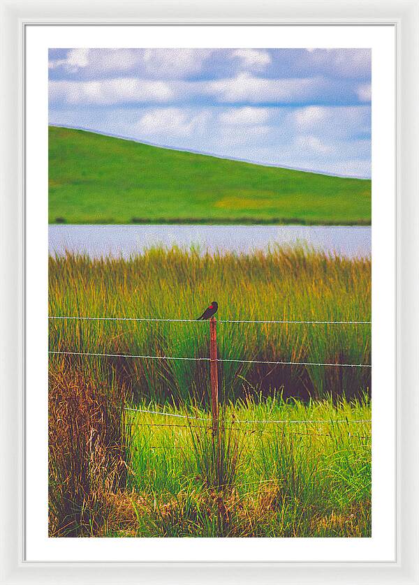 Black and Red Bird Chilling by the Reservoir - Framed Print