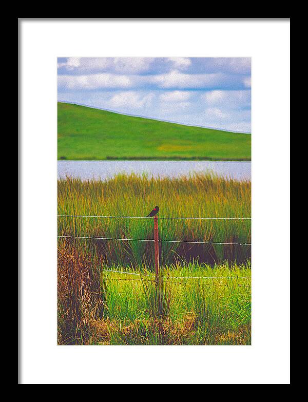 Black and Red Bird Chilling by the Reservoir - Framed Print