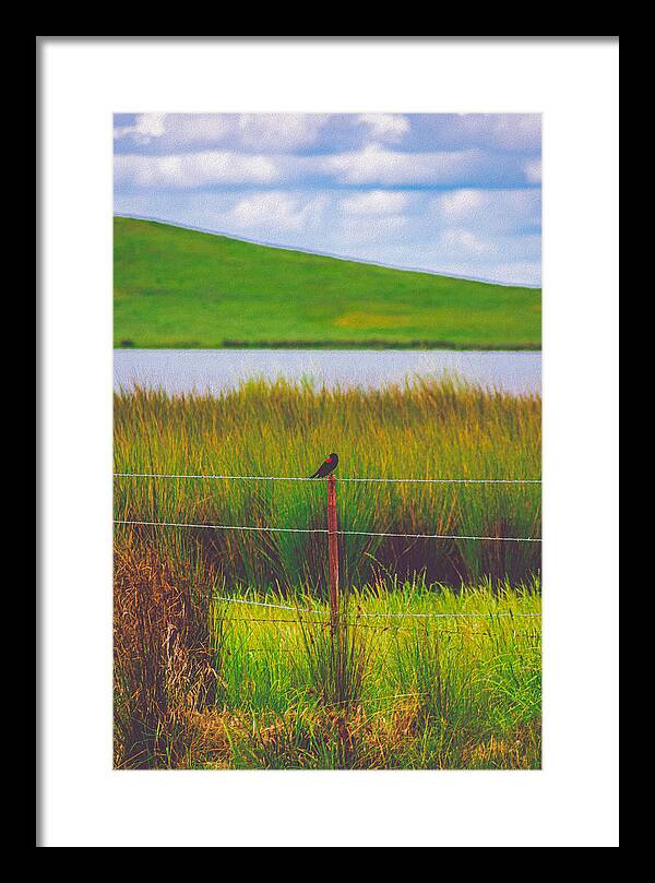 Black and Red Bird Chilling by the Reservoir - Framed Print