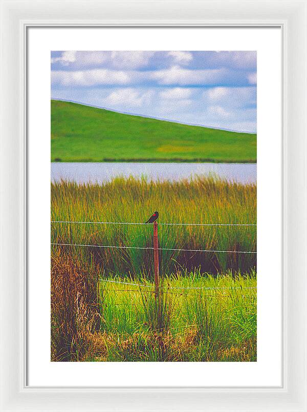 Black and Red Bird Chilling by the Reservoir - Framed Print