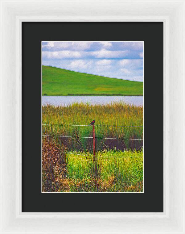 Black and Red Bird Chilling by the Reservoir - Framed Print