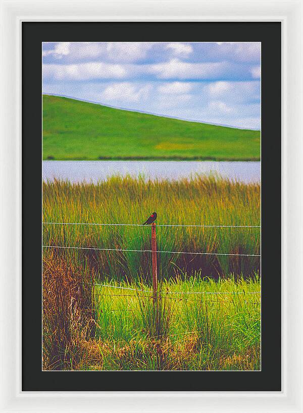 Black and Red Bird Chilling by the Reservoir - Framed Print