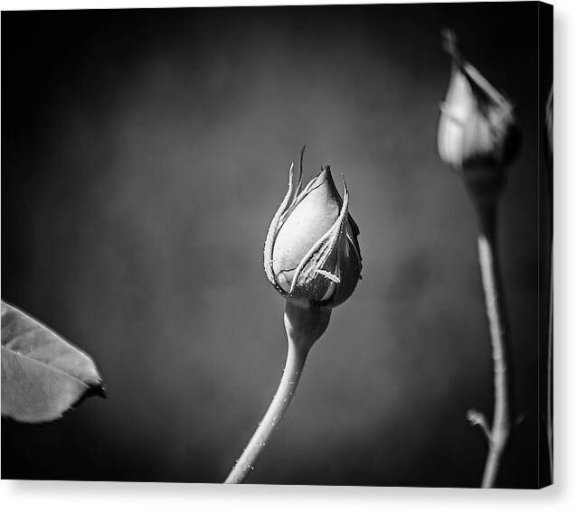 Black and White Closeup Rose  - Canvas Print